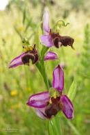Almaraz Bee-orchid (Ophrys apifera almaracensis)